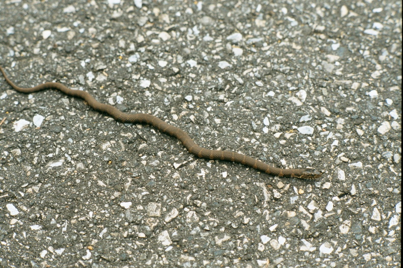 northern water snake blackwater refuge 13apr02 013 11 1787