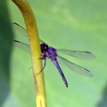dragonfly_kenilworth_20jul19zac.jpg