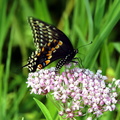 female black swallowtail papilio palyxenes kenilworth 20jul19zbc