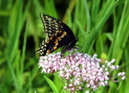 female black swallowtail papilio palyxenes kenilworth 20jul19zbc