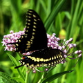 female black swallowtail papilio palyxenes kenilworth 20jul19zdc
