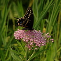 female black swallowtail papilio palyxenes kenilworth 20jul19zec