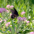 female black swallowtail papilio palyxenes kenilworth 20jul19zfc