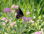 female black swallowtail papilio palyxenes kenilworth 20jul19zfc