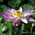 lotus nymphaea nelumbo kenilworth 20jul19zac