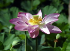 lotus nymphaea nelumbo kenilworth 20jul19zac