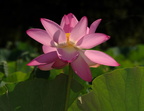 lotus nymphaea nelumbo kenilworth 20jul19zdc
