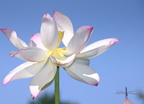 lotus nymphaea nelumbo kenilworth 20jul19zgc