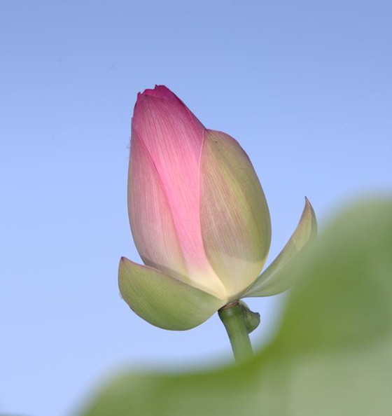 lotus nymphaea nelumbo kenilworth 20jul19zec
