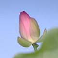 lotus nymphaea nelumbo kenilworth 20jul19zec