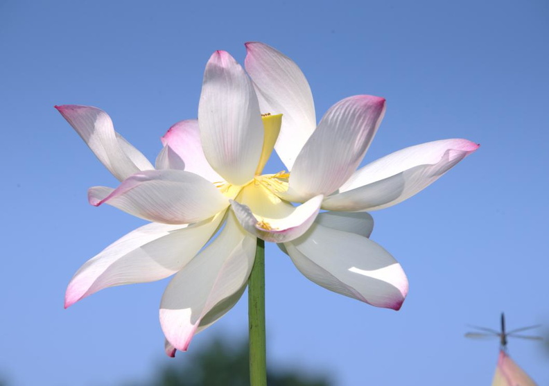 lotus_nymphaea_nelumbo_kenilworth_20jul19zhc.jpg