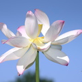 lotus nymphaea nelumbo kenilworth 20jul19zhc