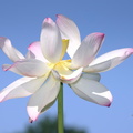 lotus_nymphaea_nelumbo_kenilworth_20jul19zhc.jpg