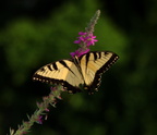 male tiger swallowtail papilio glaucus kenilworth 20jul19zac