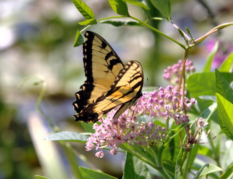 tiger_swallowtail_swamp_milkweed_kenilworth_20jul19zac.jpg