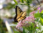 tiger swallowtail swamp milkweed kenilworth 20jul19zac