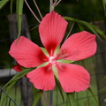 scarlet rosemallow hibiscus coccineus 25jul19