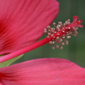staminal column scarlet rosemallow hibiscus coccineus 25jul19