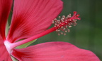 staminal column scarlet rosemallow hibiscus coccineus 25jul19