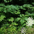 cow parsnip heracleum lanatum grant park 6jul19zac