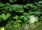 cow parsnip heracleum lanatum grant park 6jul19zac
