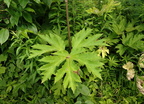 cow parsnip heracleum lanatum leaf grant park 6jul19zac