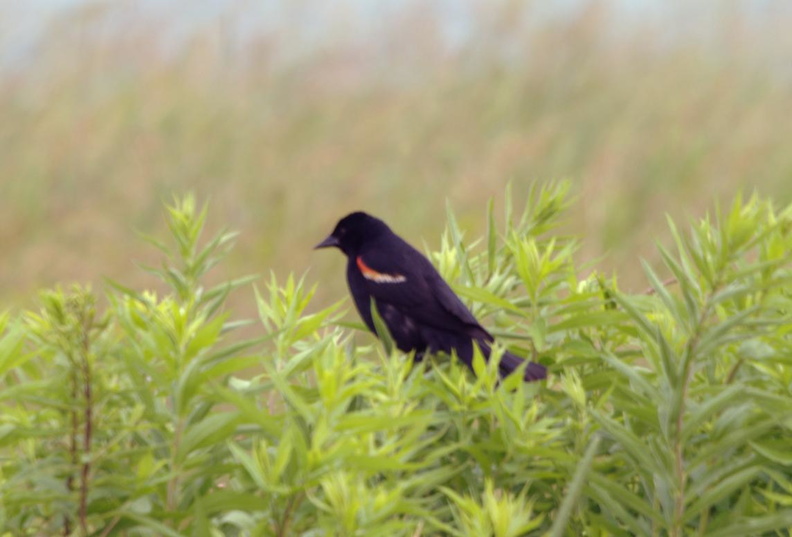 red winged blackbird grant park 6jul19zac