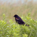 red_winged_blackbird_grant_park_6jul19zac.jpg