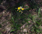 field hawkweed hieracium caespitosum farm 5jul19zac