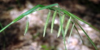 green bristle grass setaria viridis farm 5jul19zac