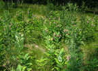 milkweed patch middle forty farm 5jul19zac