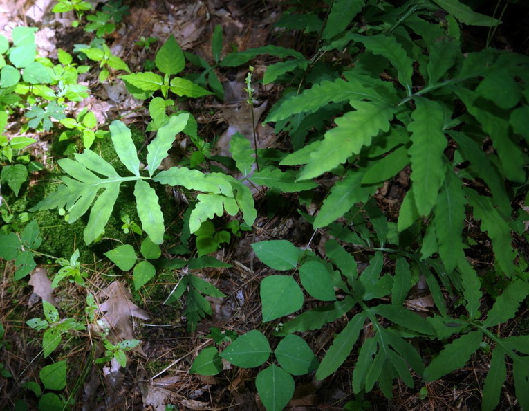 sensitive fern onoclea sensibilis farm 5jul19zac