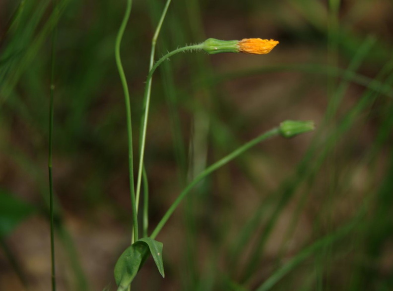 two flowered cynthia krigia biflora farm 5jul19zac