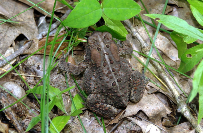american toad anaxyrus americanus farm 5jul19zac