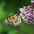 monarch common milkweed farm 5jul19zac
