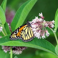 monarch_common_milkweed_farm_5jul19zbc.jpg