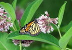 monarch common milkweed farm 5jul19zbc