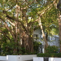 banyan tree 5jan17