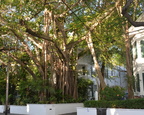 banyan tree 5jan17