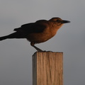 boat-tailed grackle 4jan17