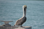 brown pelican 5jan17