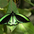 butterfly butterflyworld 8jan17