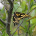 giant swallowtail 4jan17