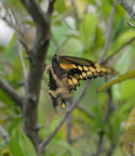 giant swallowtail 4jan17