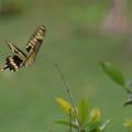 giant swallowtail 4jan17c