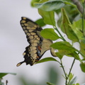 giant swallowtail 4jan17b