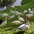 ibis geese 5jan17