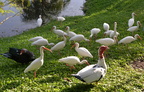 ibis geese 5jan17