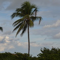 palmtree 4jan17