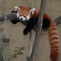 red panda ailurus fulgens zoo 24oct19
